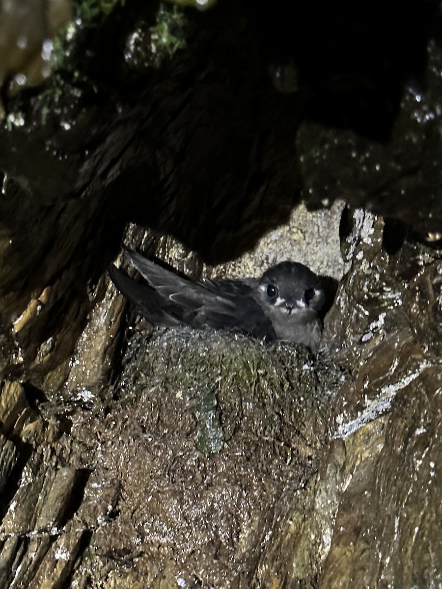 Spot-fronted Swift - ML551936031