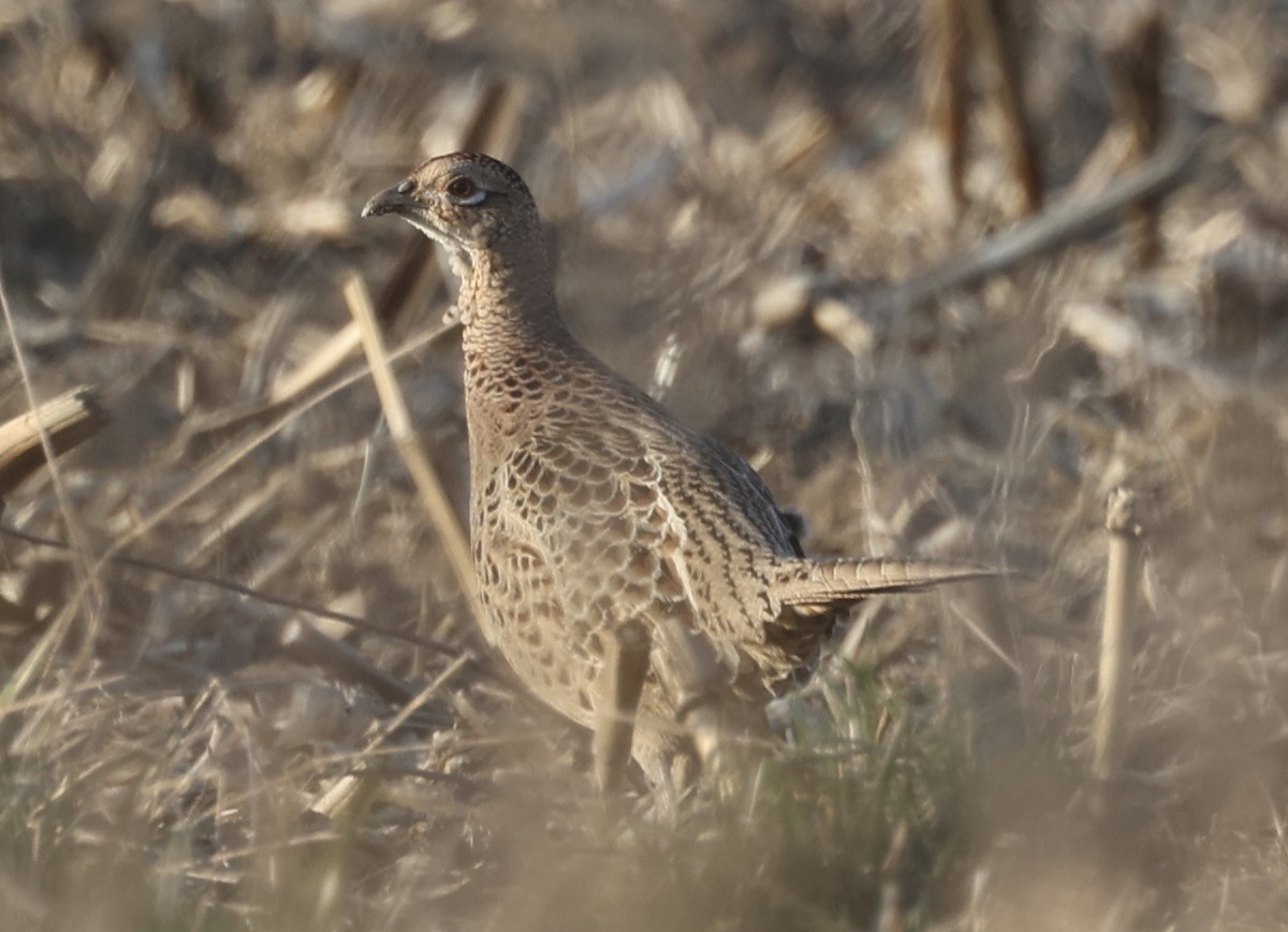 Ring-necked Pheasant - ML551936691