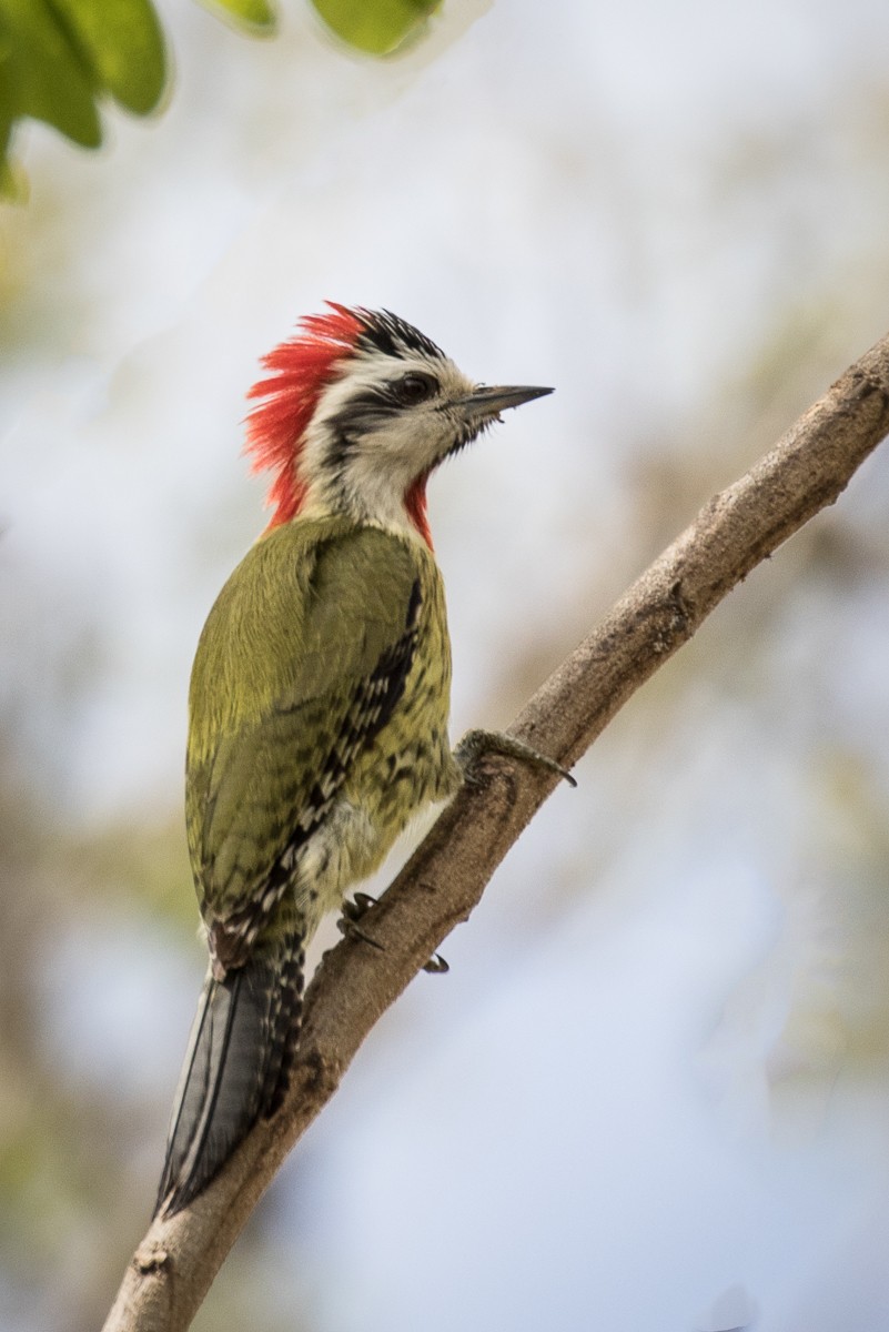 Cuban Green Woodpecker - Robert Lewis