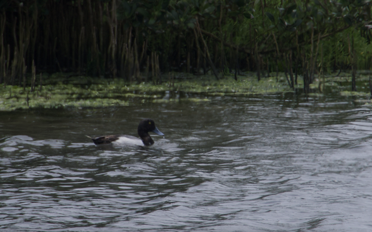 Greater Scaup - ML551937571