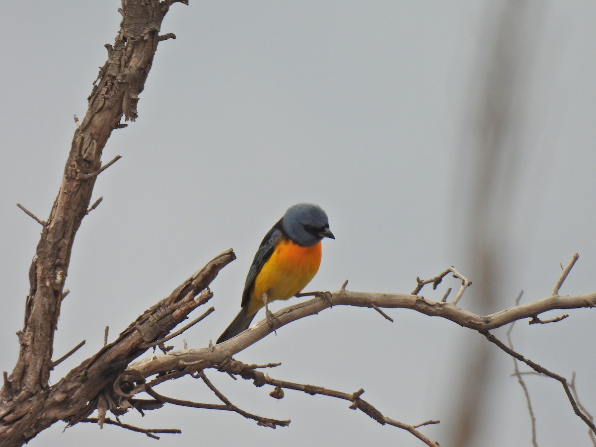 Blue-and-yellow Tanager - ML551943641