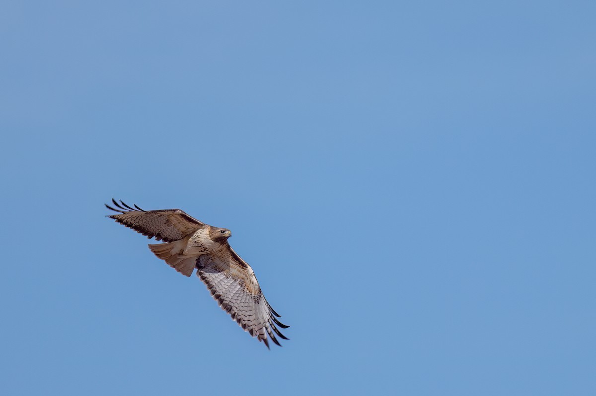 Red-tailed Hawk - ML551946411