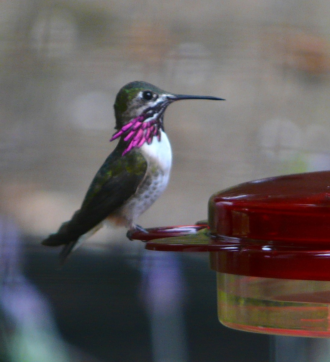 Calliope Hummingbird - Gordon Beebe