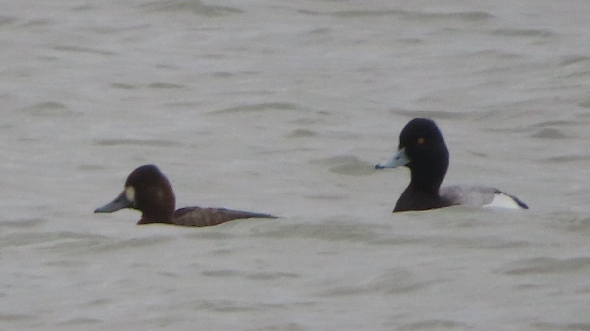 Greater/Lesser Scaup - ML551949241