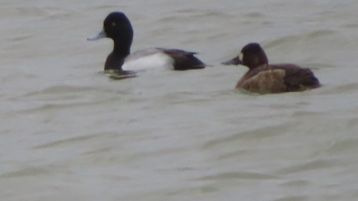Greater/Lesser Scaup - ML551949571