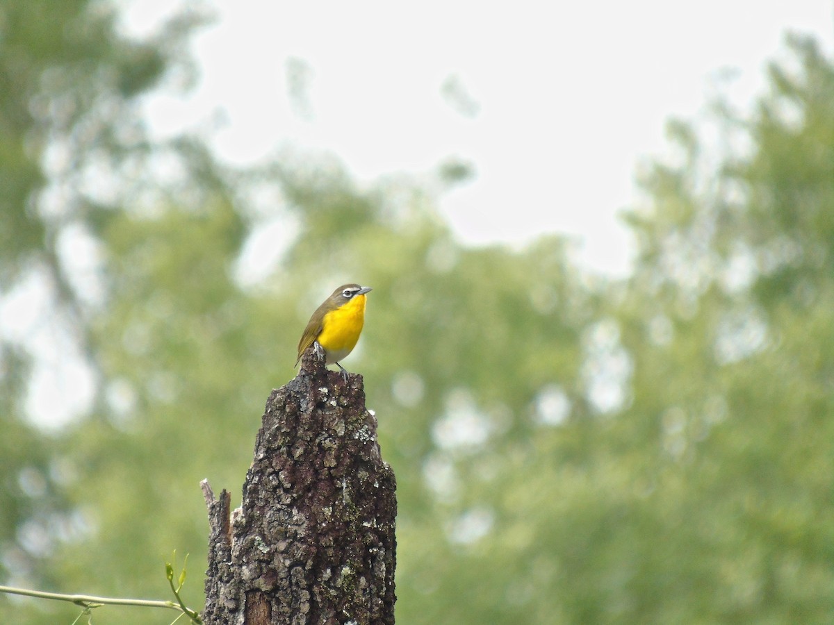 Yellow-breasted Chat - ML551957021