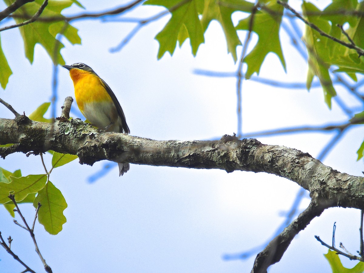 Yellow-breasted Chat - ML551957301