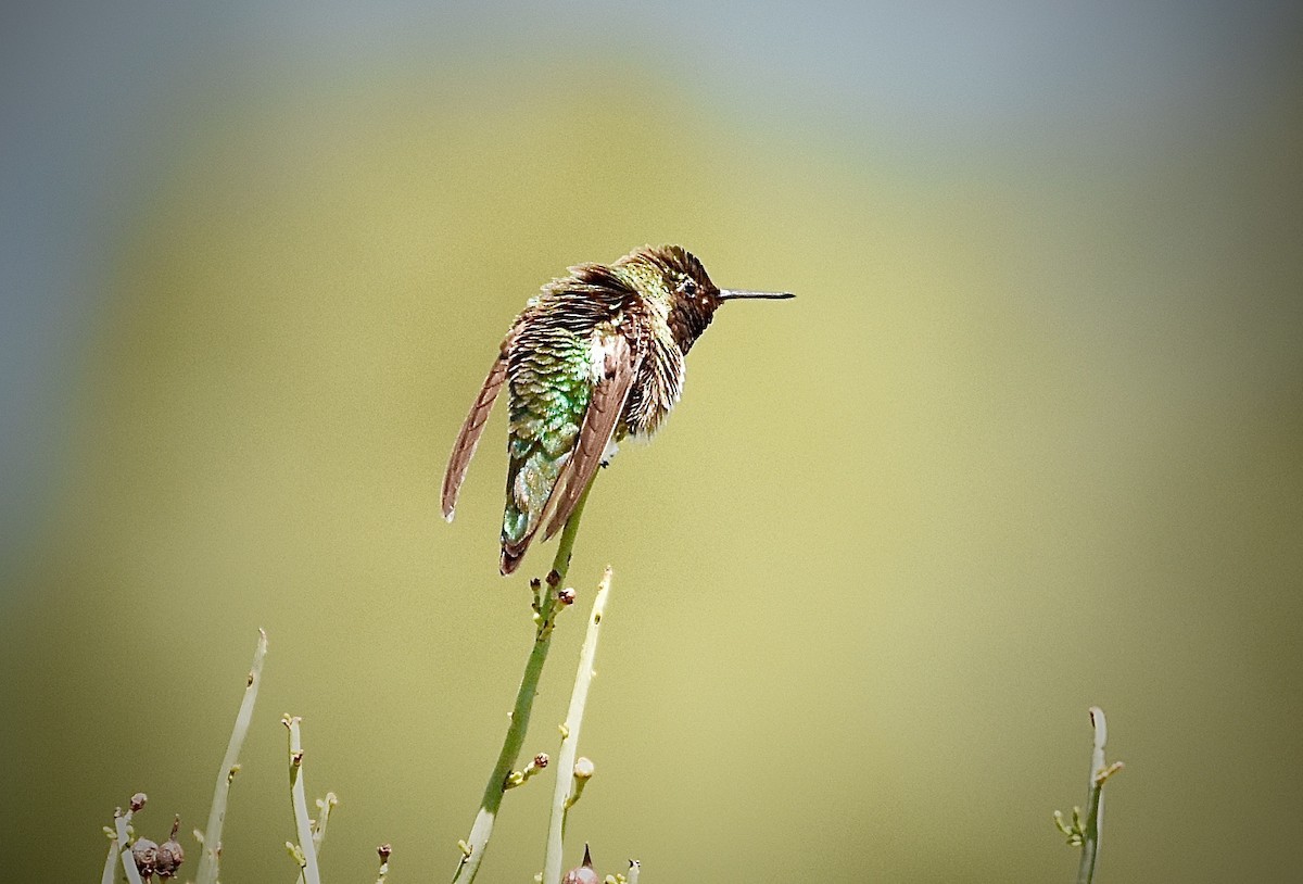 Anna's Hummingbird - Roger Beardmore