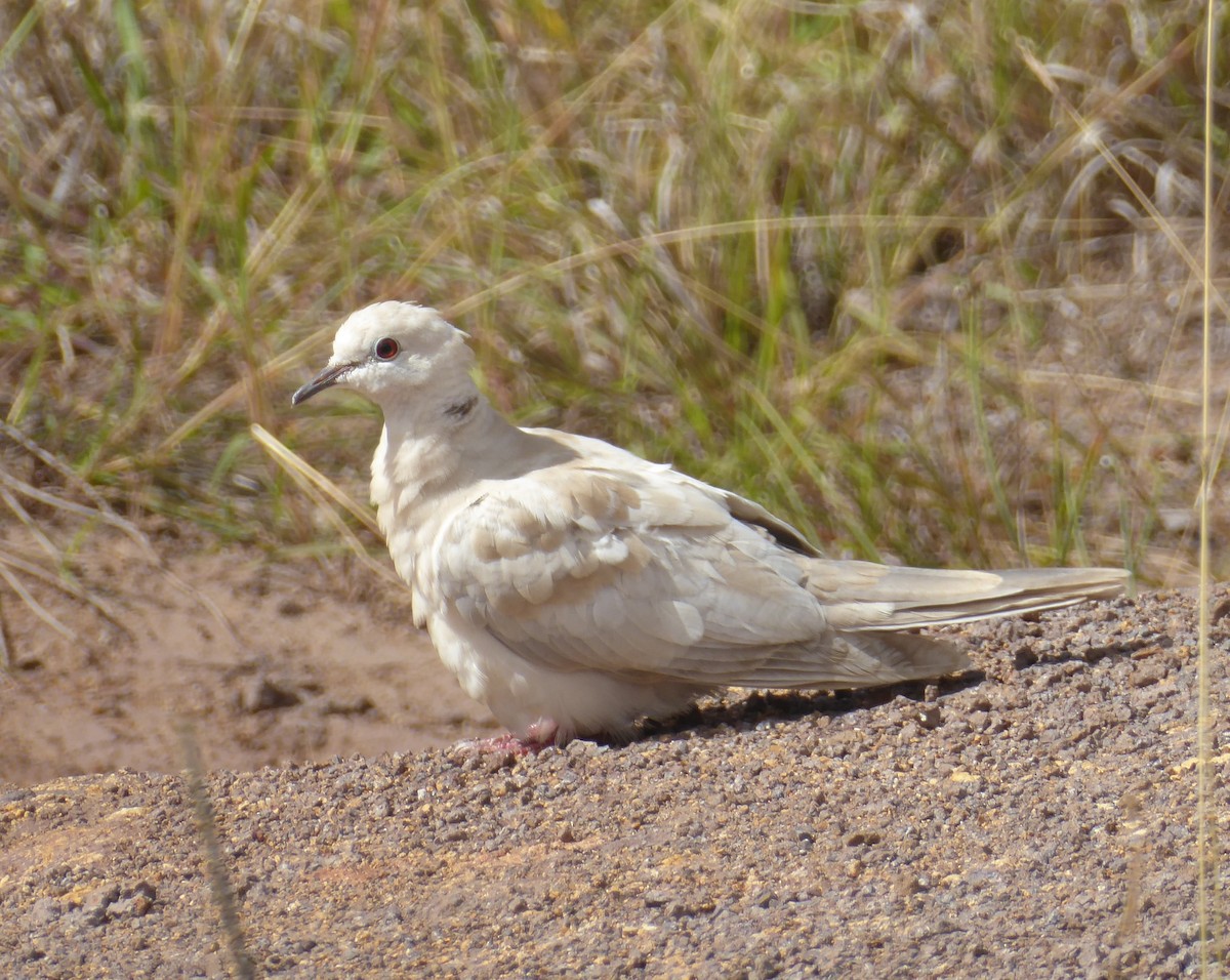 African Collared-Dove (Domestic type or Ringed Turtle-Dove) - ML55196351