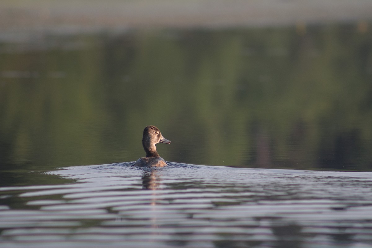 Ring-necked Duck - Sage Levy