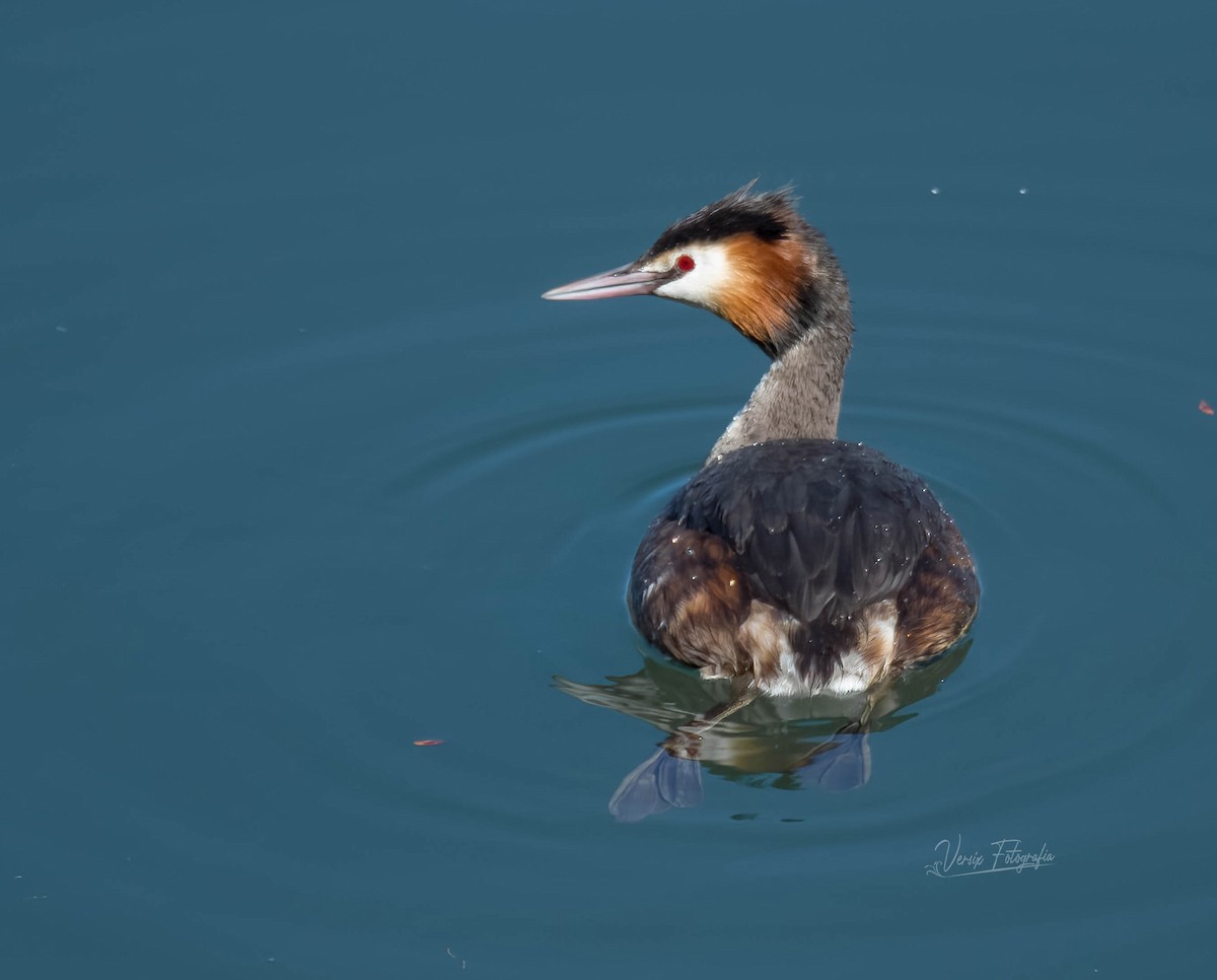 Great Crested Grebe - ML551964161