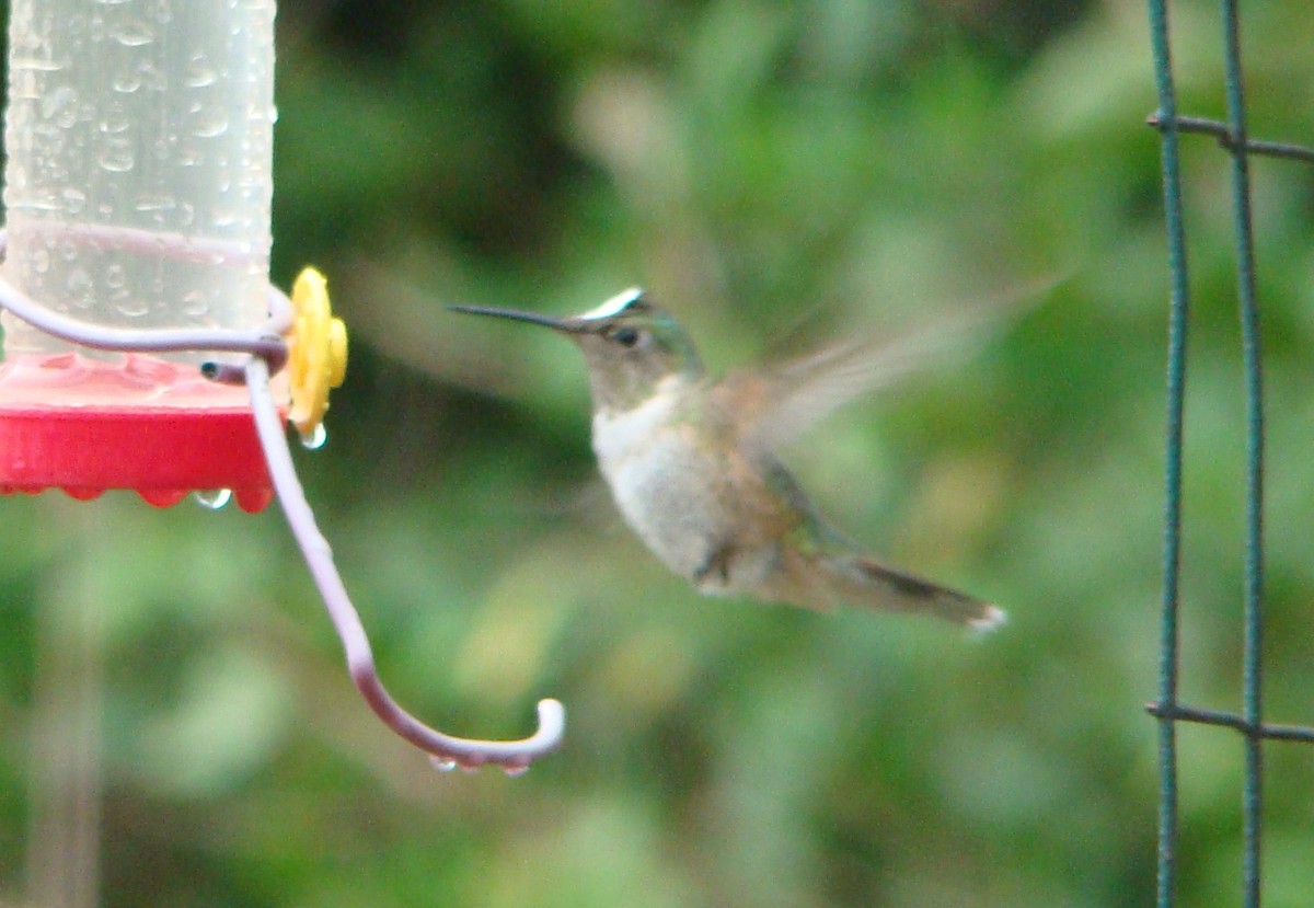 Broad-tailed Hummingbird - ML551966541