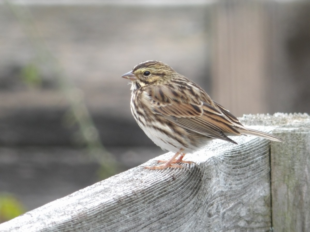 Savannah Sparrow (Savannah) - ML551967841