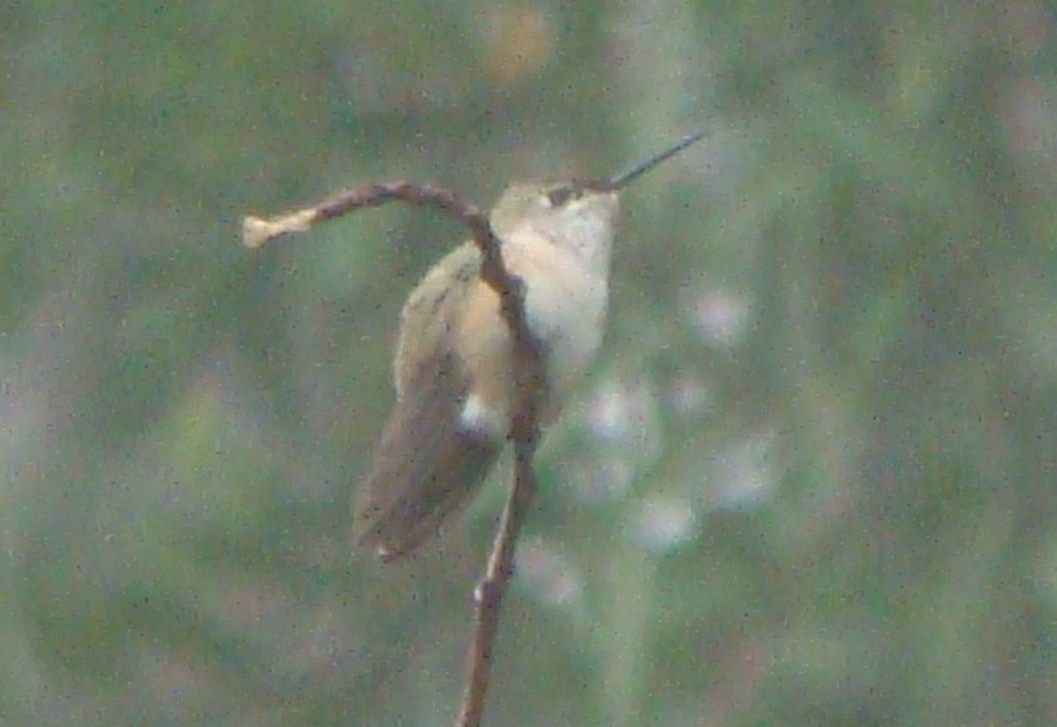 Calliope Hummingbird - ML551968041