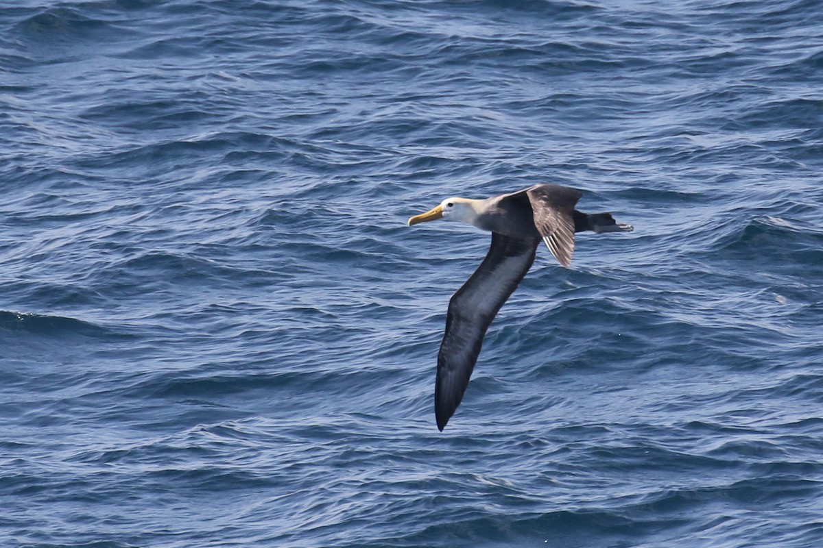 Waved Albatross - ML551969491
