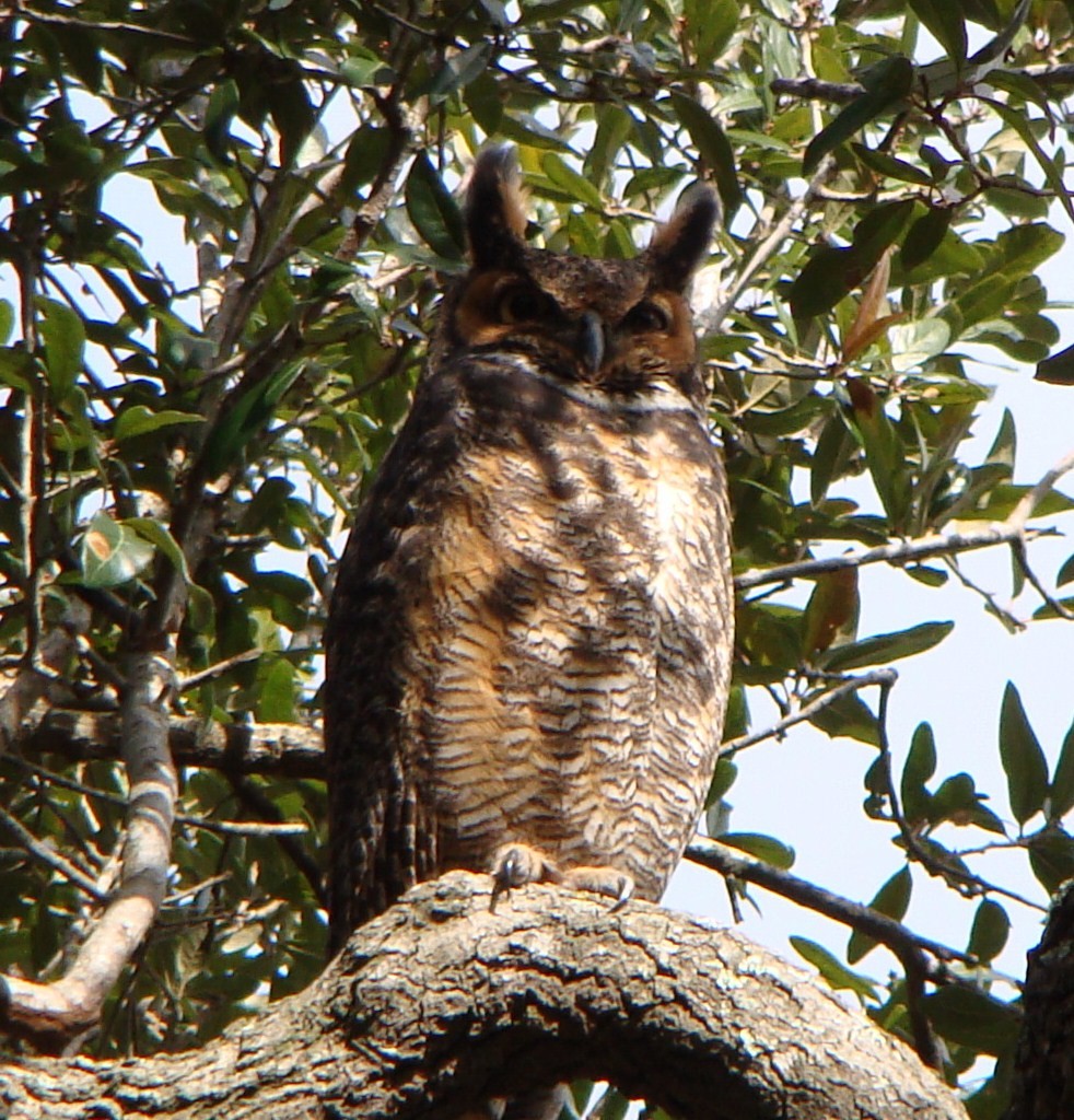 Great Horned Owl - ML551976201