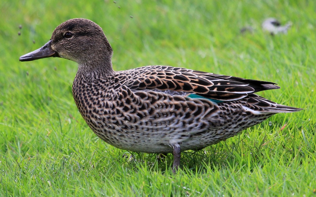 Green-winged Teal - ML55197951
