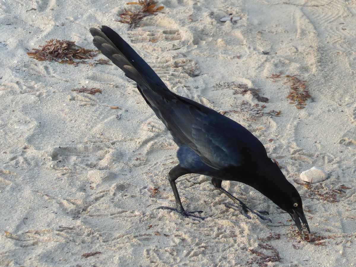 Great-tailed Grackle - ML551983291