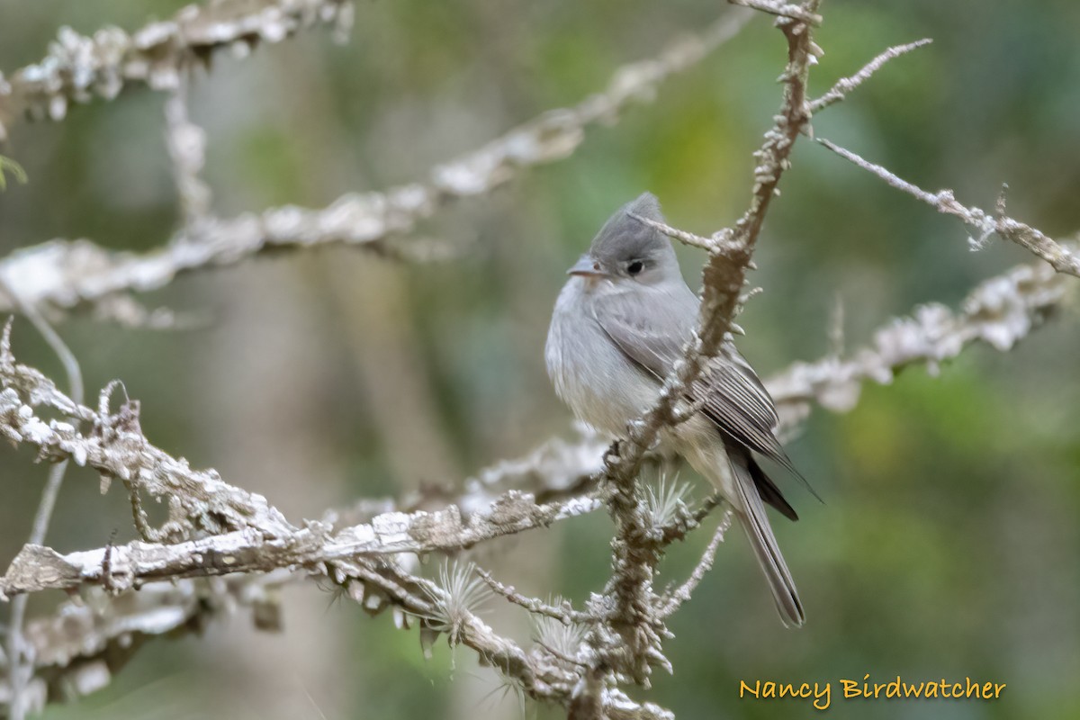 Greater Pewee - ML551984251