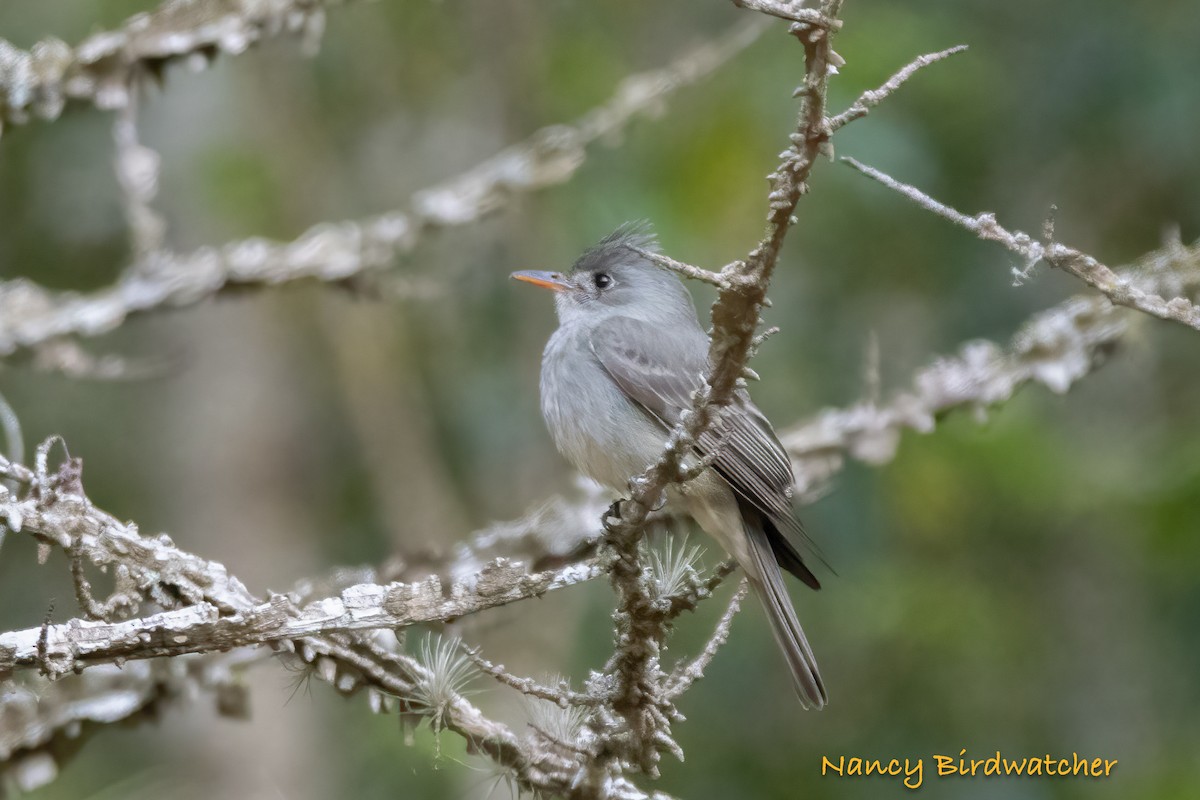 Greater Pewee - ML551984261
