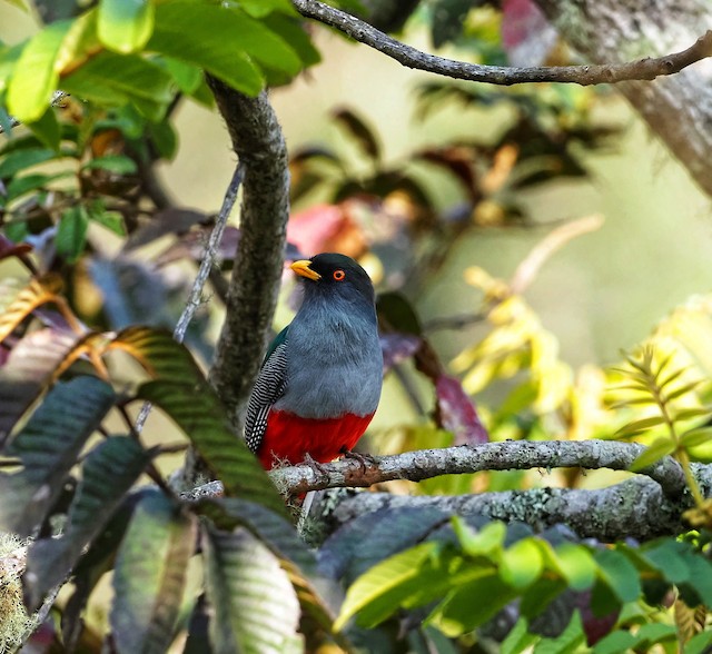 Adult Male Hispaniolan Trogon. - Hispaniolan Trogon - 