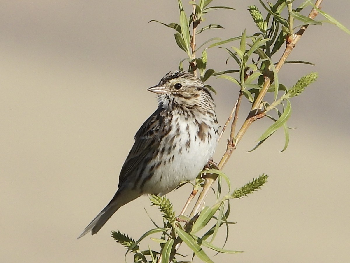 Savannah Sparrow - ML551986791