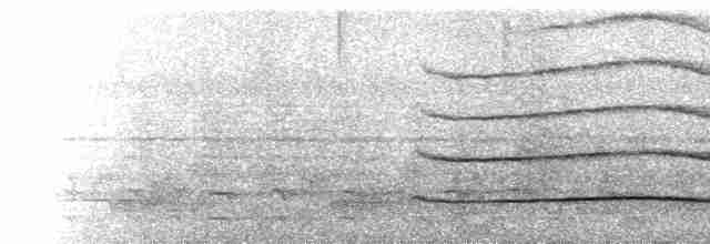  - Buff-spotted Woodpecker