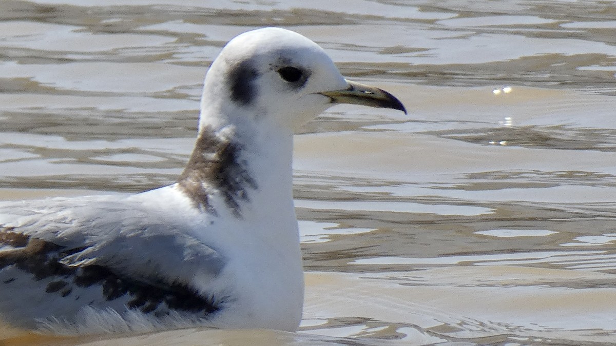 Mouette tridactyle - ML551995681