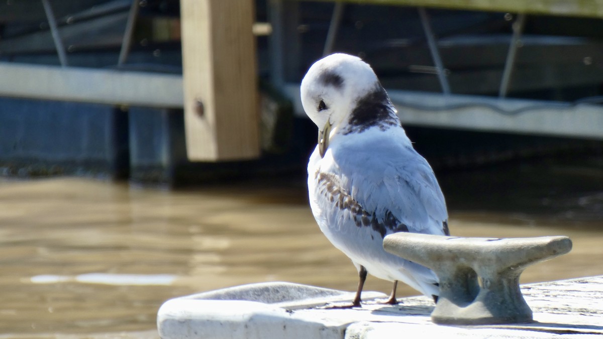 Mouette tridactyle - ML551995701
