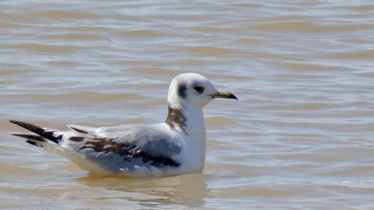 Mouette tridactyle - ML551995711