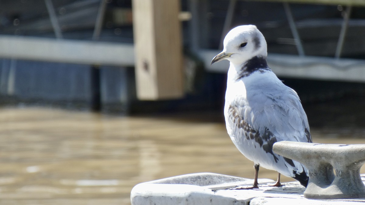 Mouette tridactyle - ML551995751