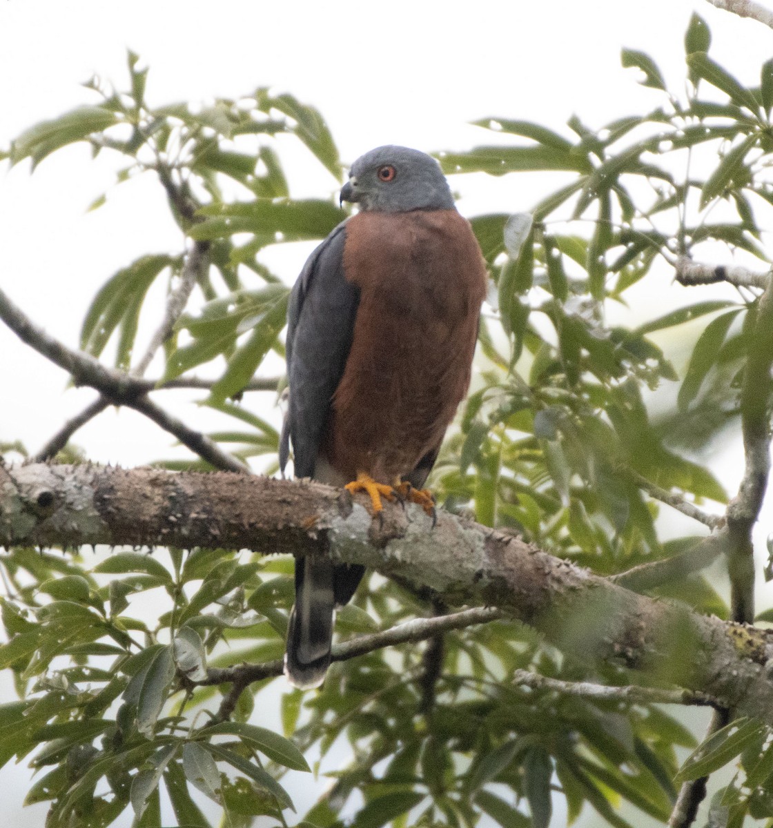 Double-toothed Kite - ML551997931