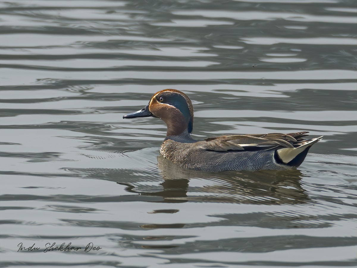 Green-winged Teal - ML552003601