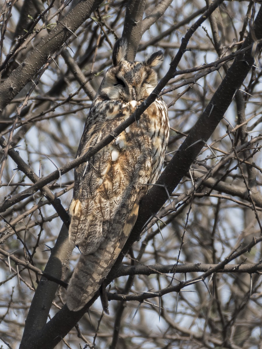 Long-eared Owl - ML552003891
