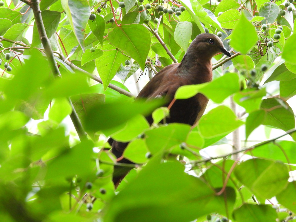Brown Cuckoo-Dove - ML552005381