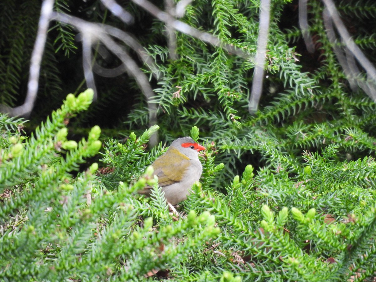 Red-browed Firetail - ML552005611