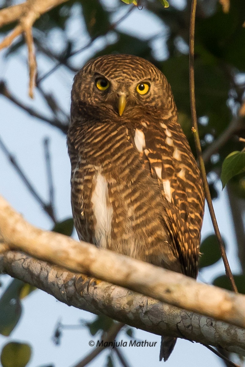 Asian Barred Owlet - Manjula Mathur