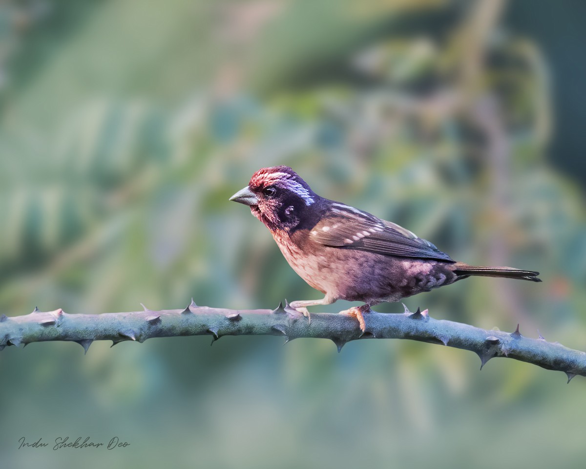 Spot-winged Rosefinch - Indu Shekhar Deo