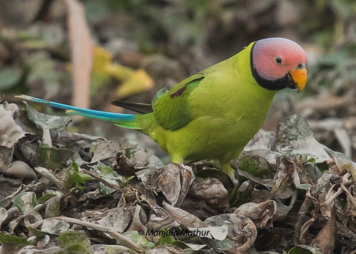Blossom-headed Parakeet - Manjula Mathur