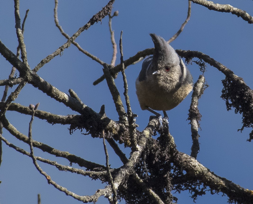 Gray-crested Tit - ML552012171