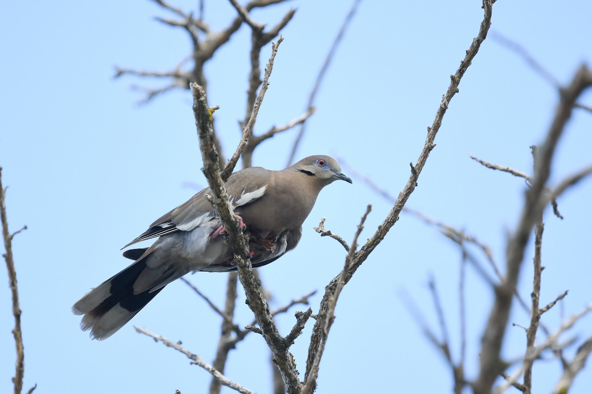 White-winged Dove - ML552013471