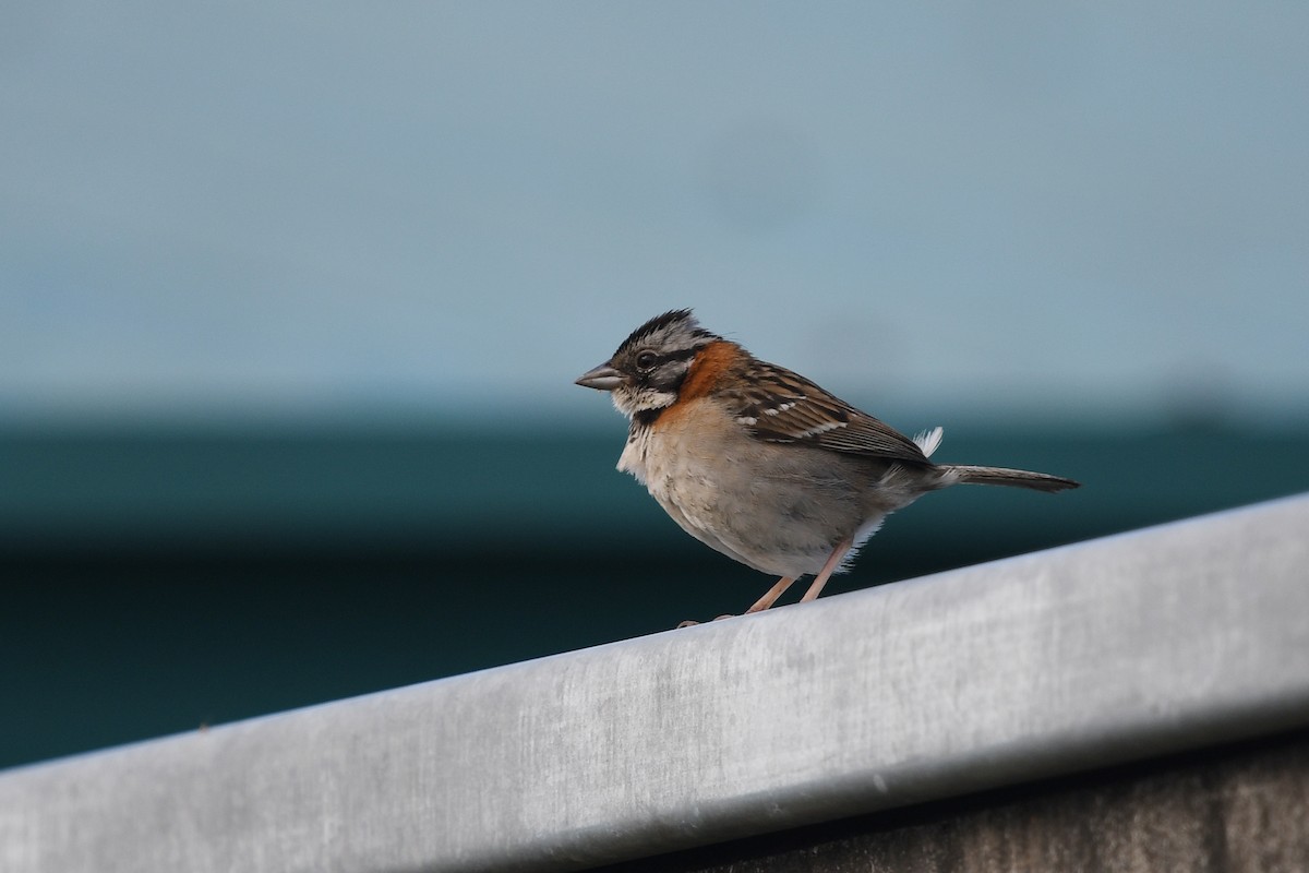 Rufous-collared Sparrow - ML552013571
