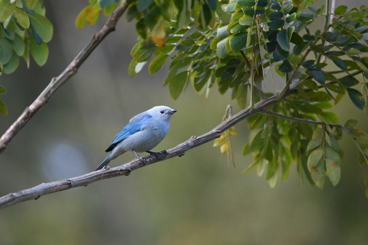 Blue-gray Tanager - ML552013601