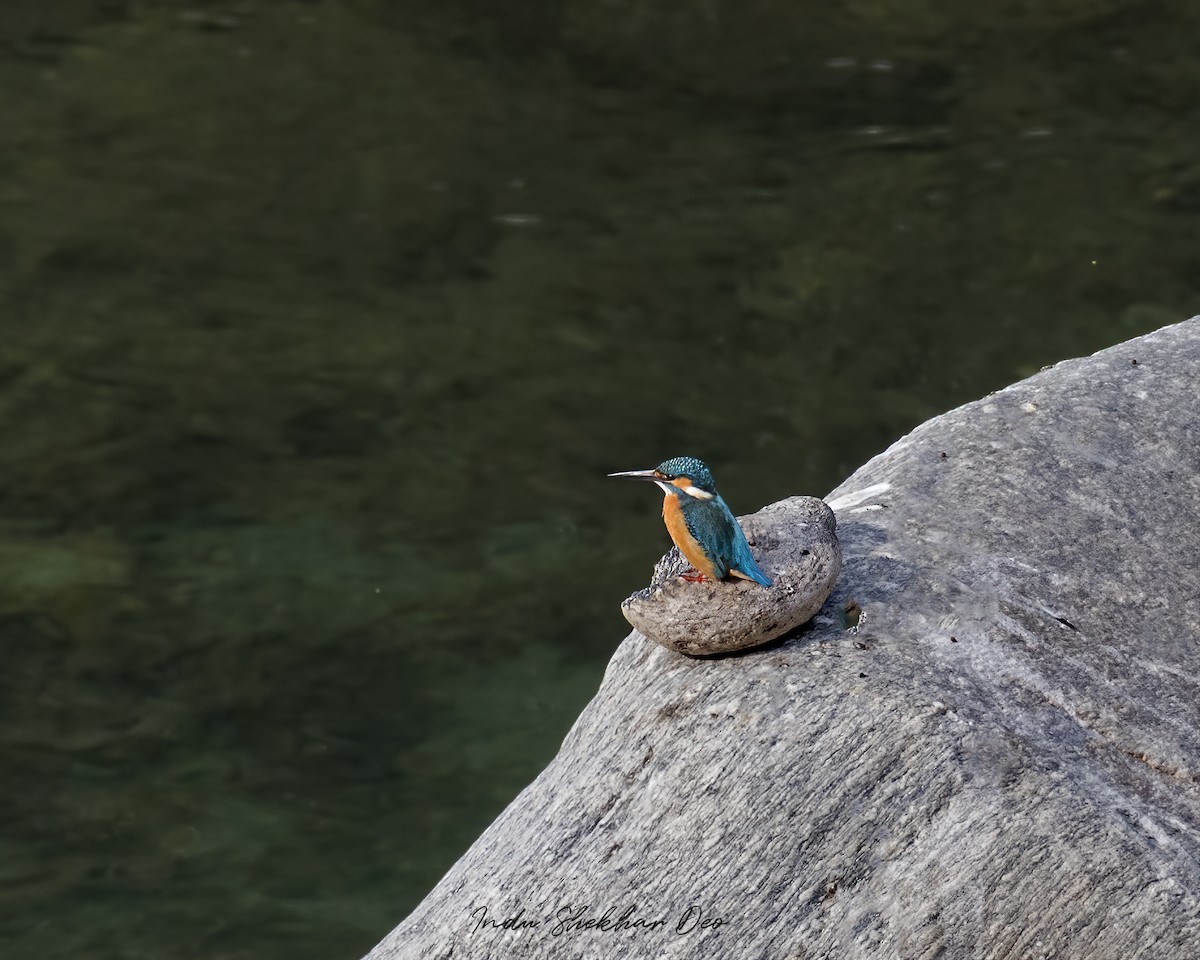 Common Kingfisher - ML552014911