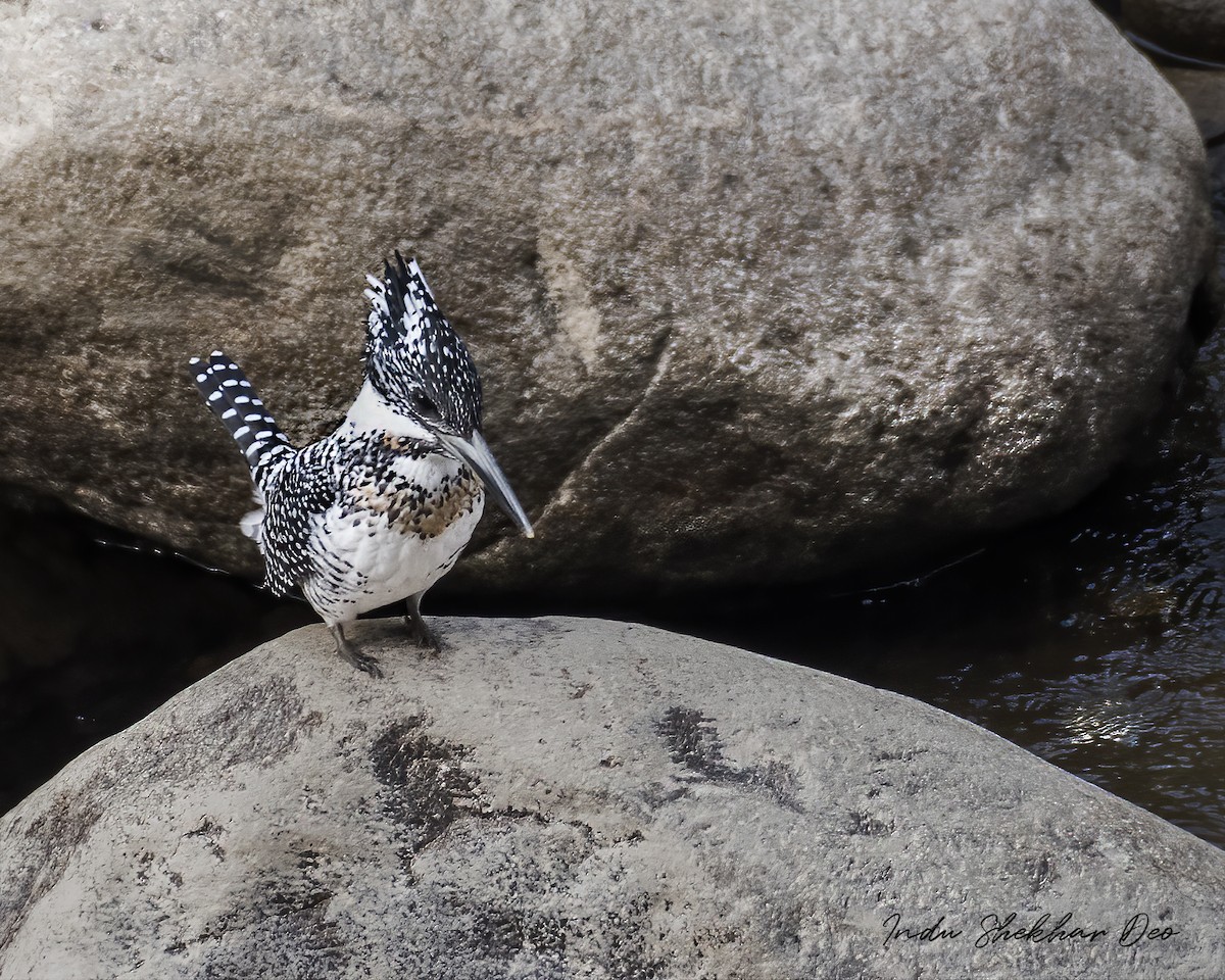 Crested Kingfisher - ML552014961