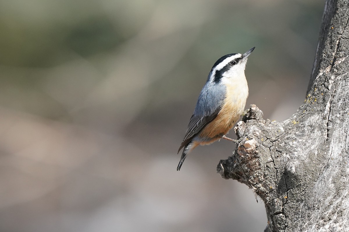 Red-breasted Nuthatch - ML552015261