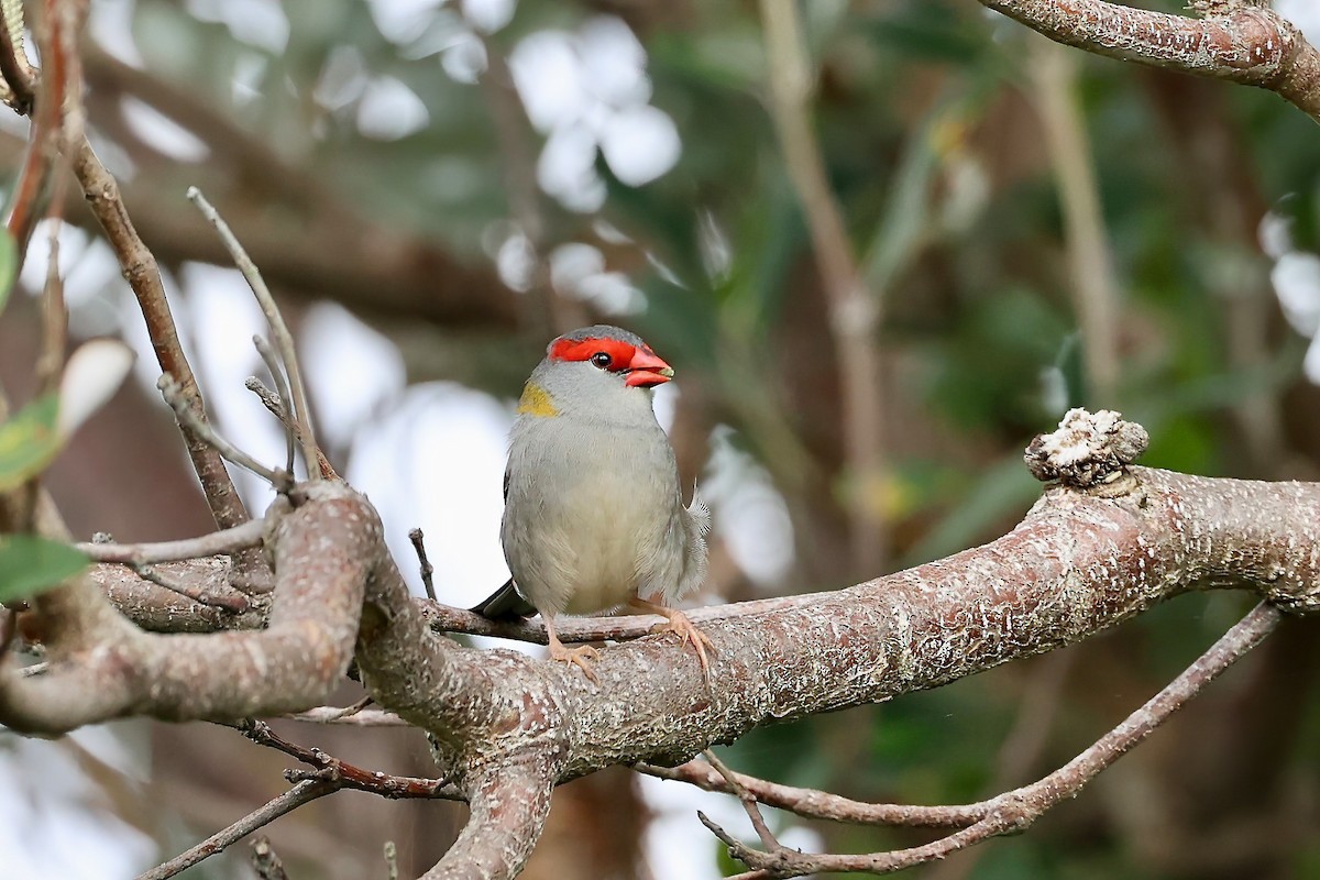 Red-browed Firetail - ML552016541