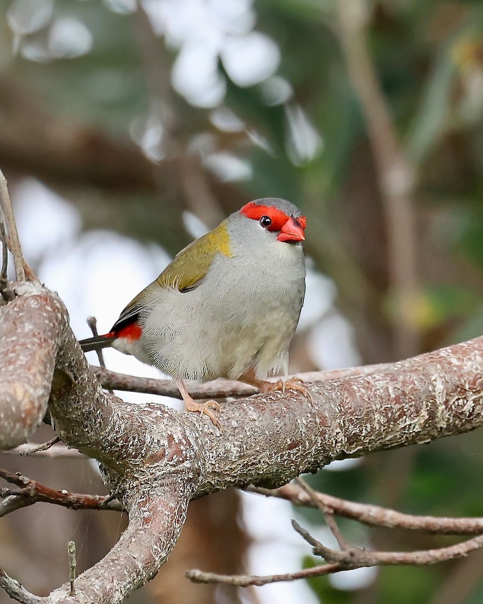 Red-browed Firetail - ML552016551
