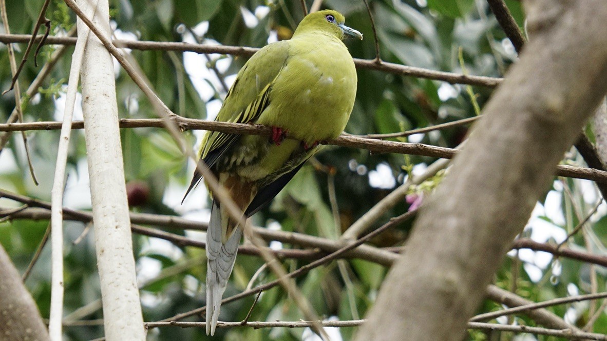 Pin-tailed Green-Pigeon - Abhijit Ghaskadbi