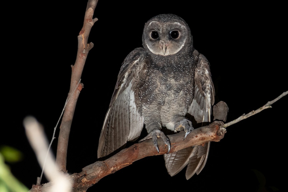 Sooty Owl - ML552016961